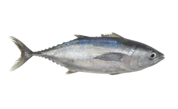 新鲜金枪鱼分离在白色图片下载