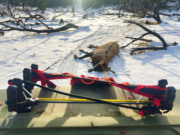 收获的公牛麋鹿在落基山脉步枪狩猎照片系列图片下载