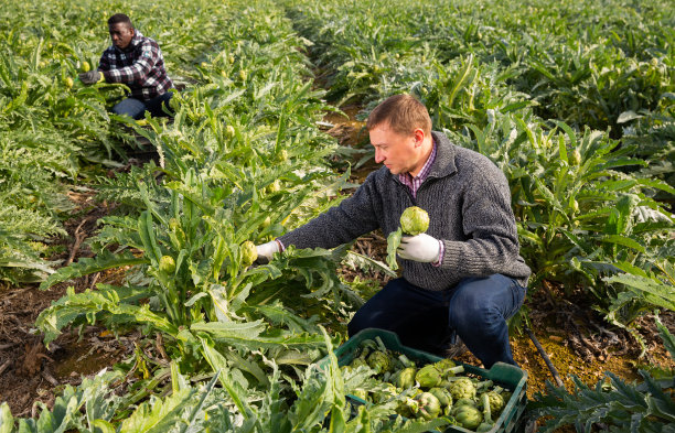 农民收获洋蓟芽图片下载