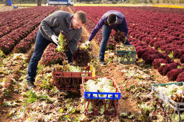 男工人在田里收割生菜，然后装进箱子里图片下载