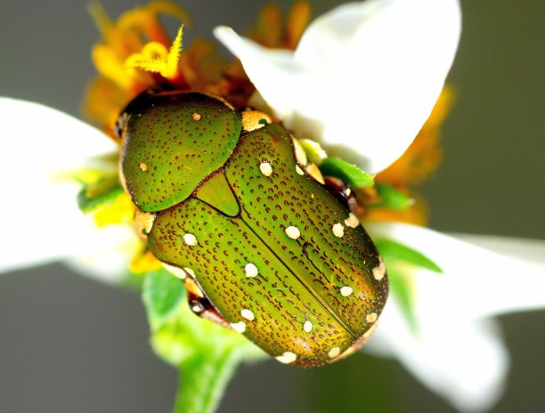 白花上的昆虫-动物行为。图片下载