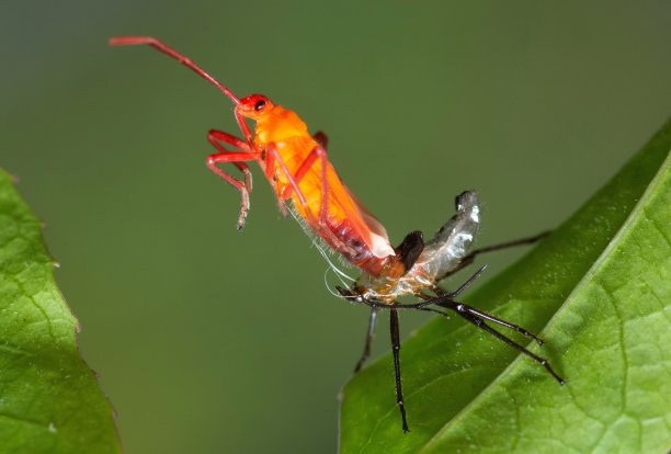 蜕皮红棉虫-动物行为。图片下载