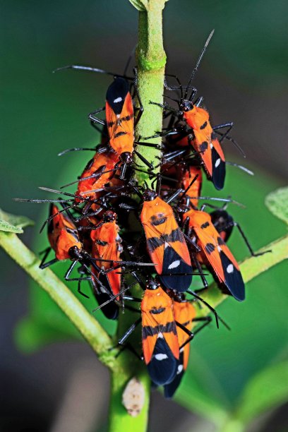 蚜虫群落分支动物行为学研究。图片下载