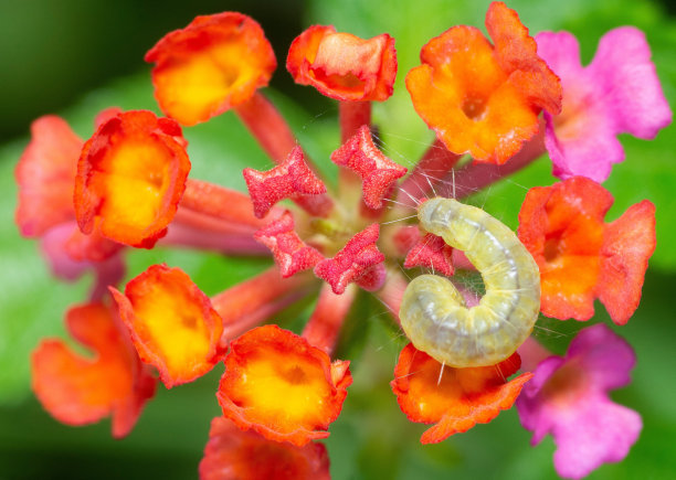 毛毛虫上五颜六色的花-动物行为。图片下载