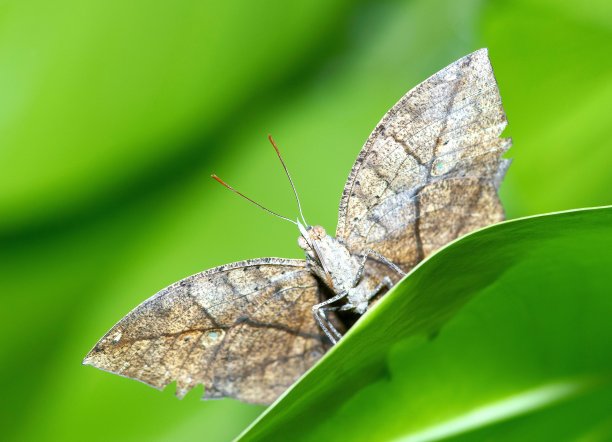 叶蝶(Kallima inachus)展开翅膀，看着镜头。图片下载