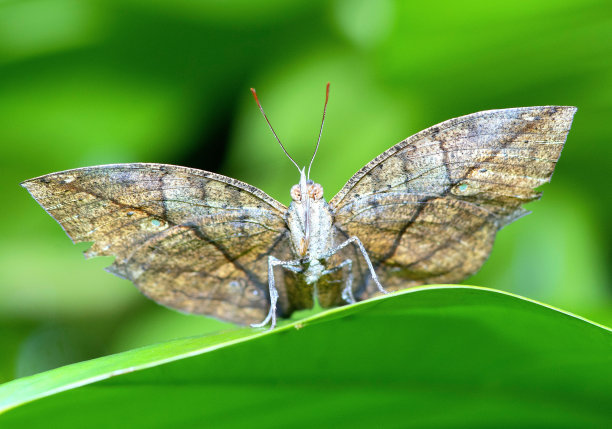 叶蝶(Kallima inachus)展开翅膀，看着镜头。图片下载
