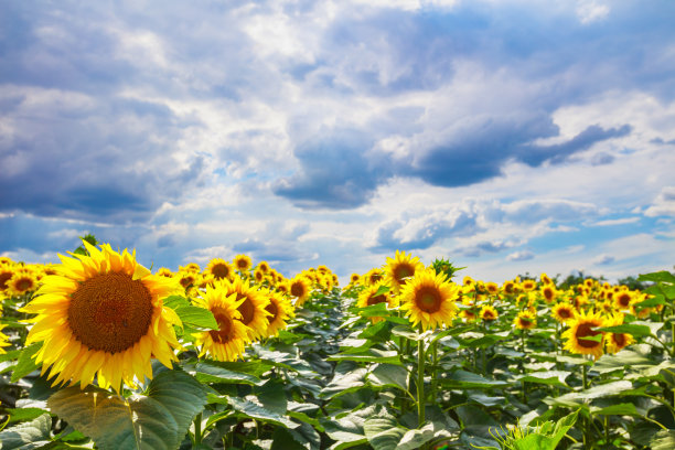 春天，暴风雨云覆盖了向日葵田的天空图片下载