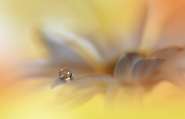 美丽宁静的自然背景。令人惊叹的春天花朵的微距镜头。艺术设计。特写摄影。概念抽象照片。奇幻花卉艺术。创意艺术壁纸。黄颜色。白色Daisy.Colorful,颜色、植物。水drop.Romantic,爱。图片下载