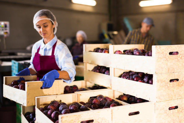 年轻女子在农场仓库整理一箱箱收获的李子图片下载