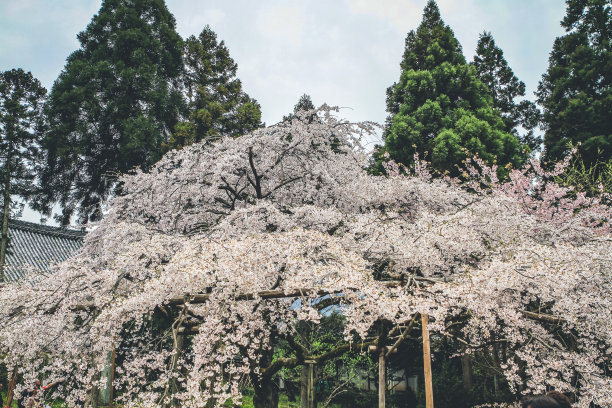 京都的樱花图片下载