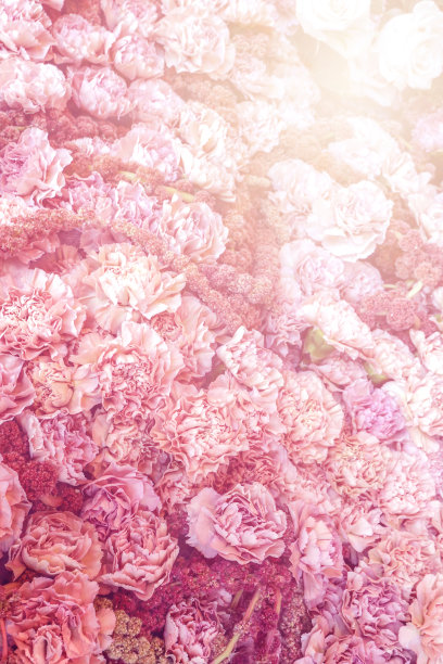 花的背景图片下载