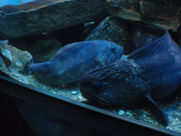 黑色的大鱼图片下载