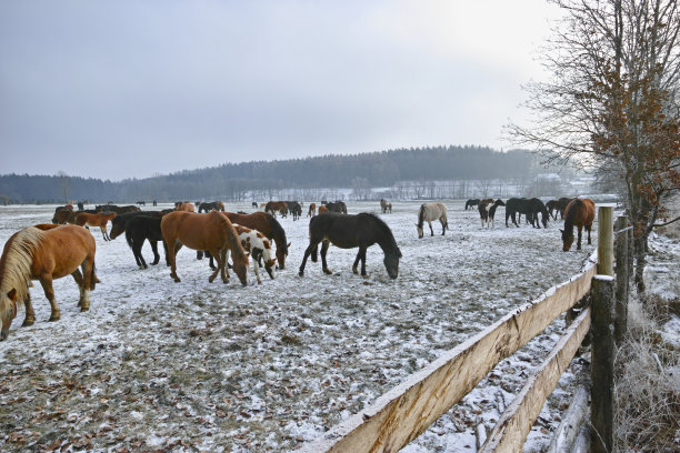 冰冻田野上的母马和小马驹图片下载