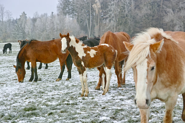 冰冻田野上的母马和小马驹图片下载