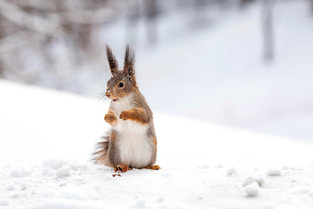 冬天。一只毛茸茸的松鼠的肖像与坚果在它的爪子。沙皇城市公园里的松鼠。冬天喂动物。图片下载