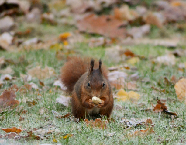 松鼠刚捡到一颗花生，吃得很开心。图片下载