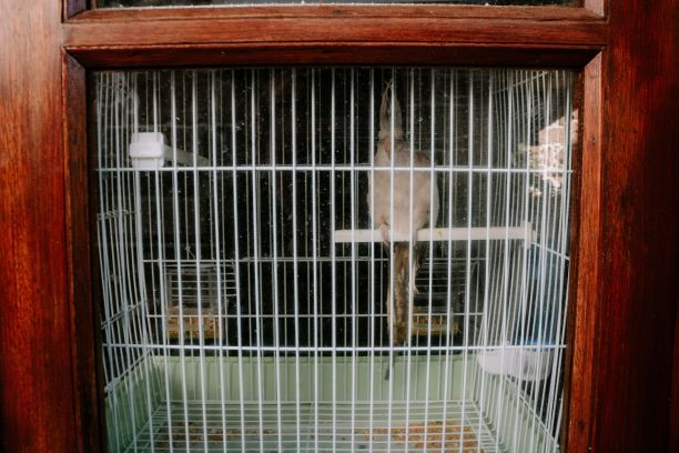 特写的鹦鹉在笼子周围的木制框架图片下载