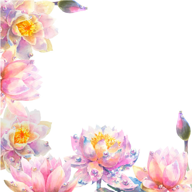 白色背景的水彩睡莲贺卡。横幅。图片下载