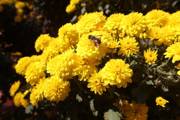 蜜蜂在菊花上图片下载