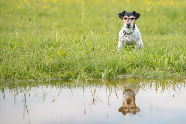 小狗坐在湿漉漉的草地上。小杰克罗素梗7年图片下载