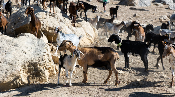 在山区放牧的家山羊图片下载