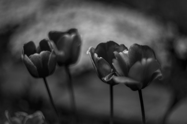 春天花园里盛开的郁金香图片下载