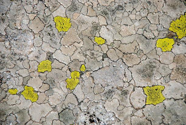 灰色花岗岩石，带黄色地衣。抽象的岩石背景或壁纸。石头的纹理。天然灰色岩石石材纹理与黄色地衣图片下载