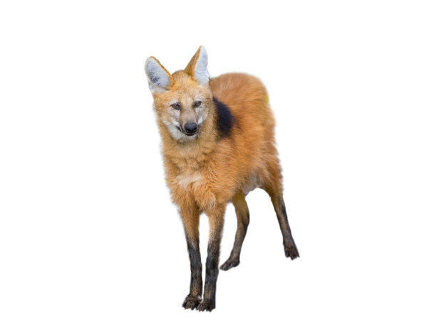 白色背景上孤立的鬃狼图片下载