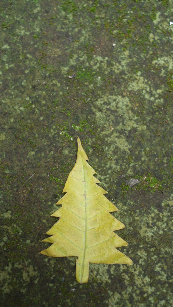 圣诞树形状的干叶图片下载