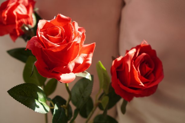 图为白色沙发上，一束手工制作的红玫瑰。图片下载