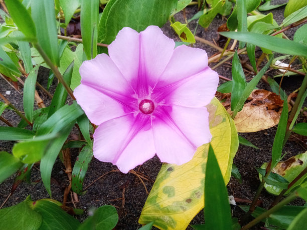 紫色的花图片下载