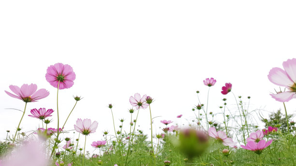 盛开的宇宙花，宇宙花白色背景，花田，野花田图片下载