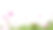 盛开的宇宙花，宇宙花白色背景，花田，野花田图片下载