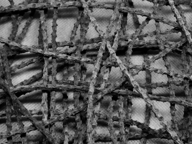 黑白图片，在浅色背景下，一张干树枝织成的网。图片下载