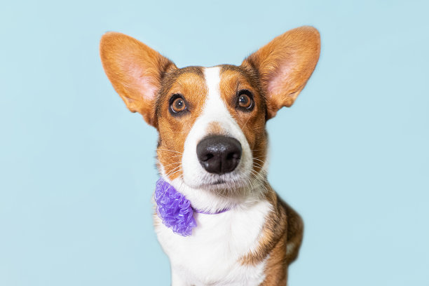 威尔士柯基彭布罗克。纯种狗纯种狗肖像。假期和活动图片下载