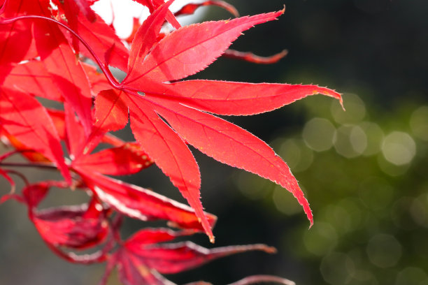 红燃秋色枫树枝。特写照片。图片下载