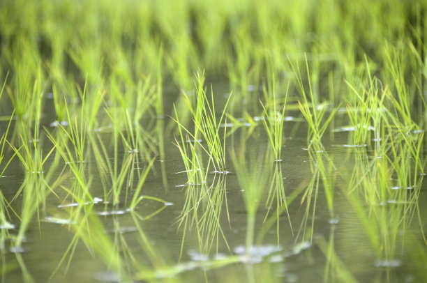 水稻种植图片下载