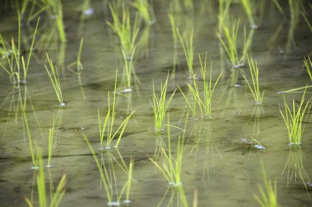 水稻种植图片下载