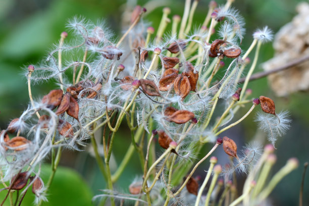 甜秋铁线莲的棉花覆盖的种子。特写微距照片。图片下载