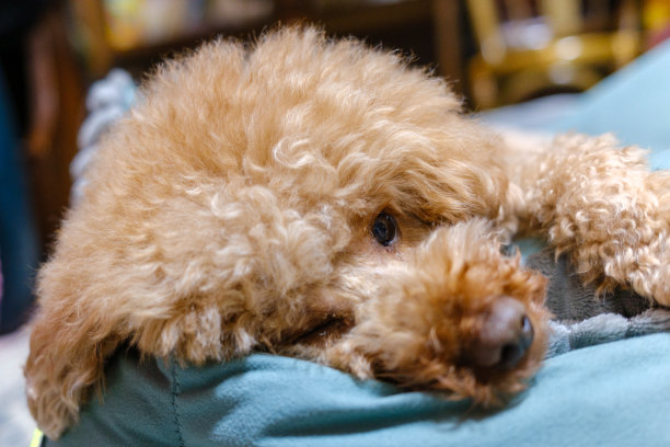 一只玩具狮子狗躺在宠物床上。图片下载