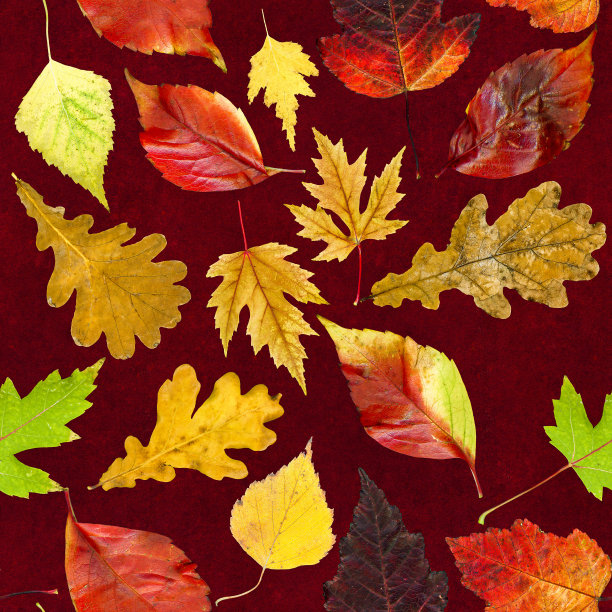 真正的多色秋叶的无缝模式上的各种树木的红色天鹅绒背景图片下载