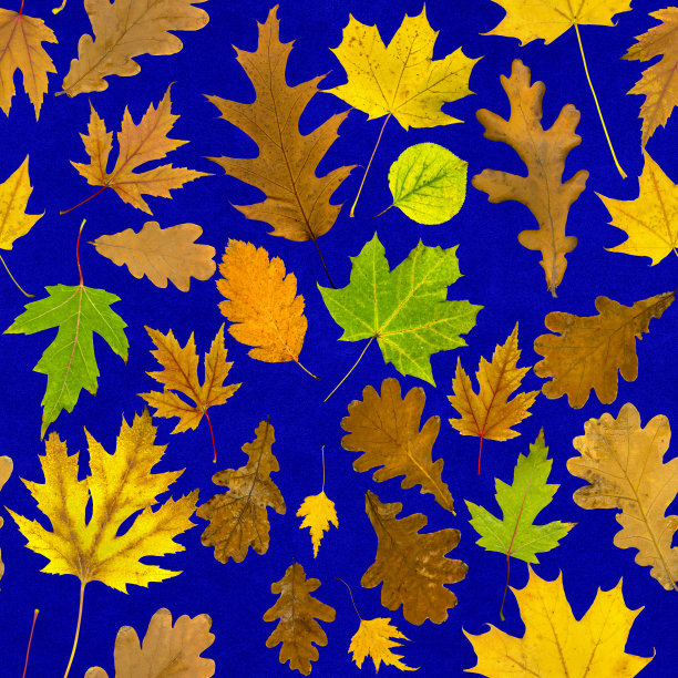在蓝色天鹅绒背景上，真正的多色秋叶无缝模式图片下载