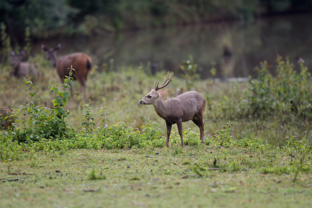 动物:成年雄性棕角鹿，又称坡鹿，或thamin (Rucervus eldii或Panolia eldii)。图片下载