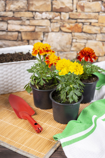 园艺-万寿菊(万寿菊)准备种植在阳台的盒子图片下载