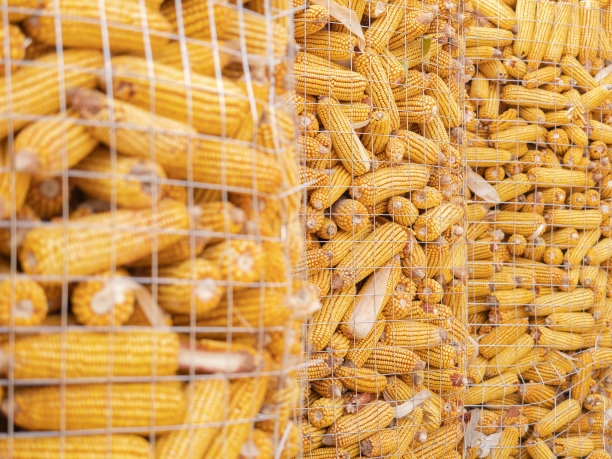 干燥的玉米图片下载