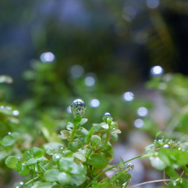 采珠:水族箱内水生植物上的气泡图片下载
