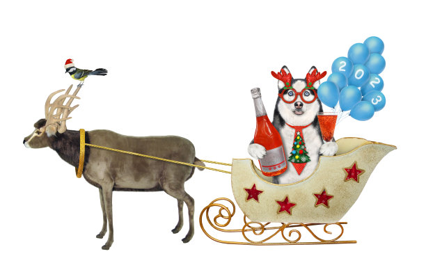狗哈士奇和酒和气球在圣诞雪橇图片下载
