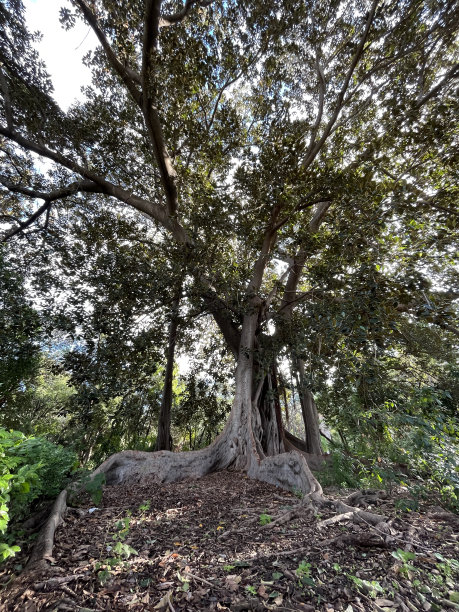 令人难以置信的榕树，大而长的根覆盖着周围的地面图片下载