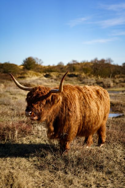 荷兰肯尼默兰国家公园的高地牛的垂直镜头图片下载