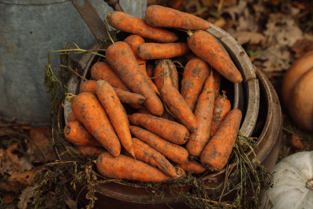 新鲜香甜的胡萝卜放在灰色铁桶里图片下载